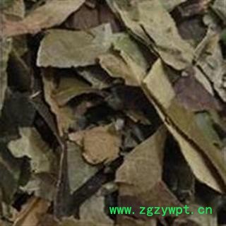 精品选装枇杷叶 新货颜色好 产地直销 产地 浙江省图2