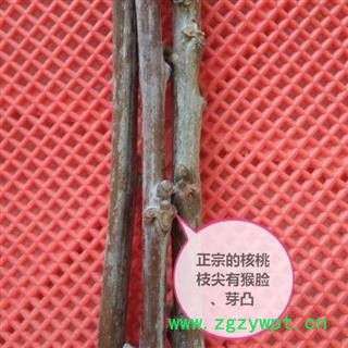 秦岭核桃树尖山核桃树枝老核桃树皮图3