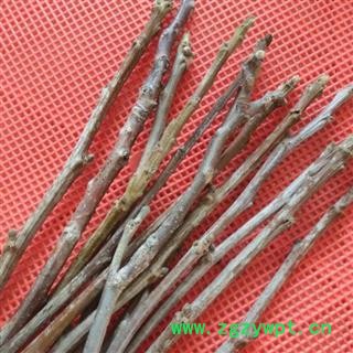 秦岭核桃树尖山核桃树枝老核桃树皮图2