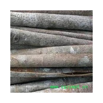 肉桂 小筒肉桂 产地 广西壮族自治区