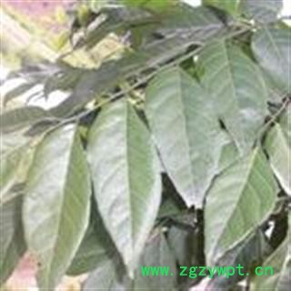 中药材  黄皮叶好统货图2