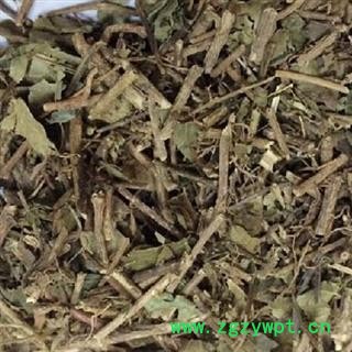 小丽百草行爬山虎假葡萄藤、走游藤、飞天蜈蚣、巴山虎、枫藤、爬墙虎、地锦图2