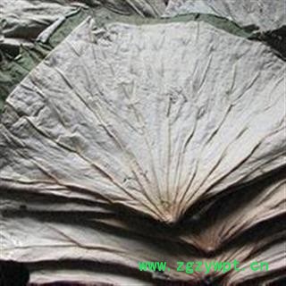 诺源药材行中药材新货荷叶  荷叶蒂图3