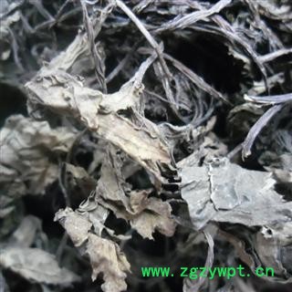 肺心草 统 产地 四川省成都市双流县图2