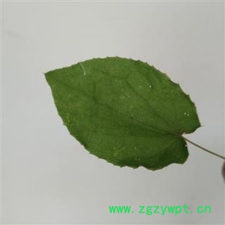 【新货】秦岭优质野生特级淫羊藿 小叶心形 高藿苷 可配锁阳肉苁蓉500g图2