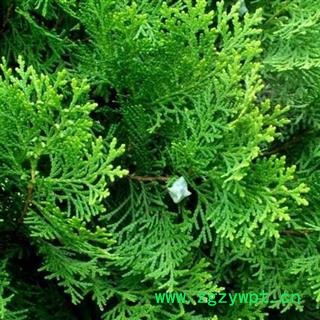 【现采】侧柏叶 秦岭野生正宗侧柏叶 原生态 干净无污染500g图3