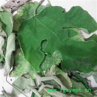 小丽百草行楮树叶楮叶 构树叶图2