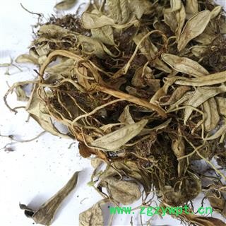 中药材 越橘叶 熊果叶图4