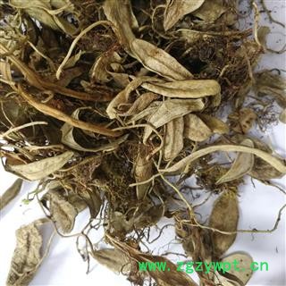 中药材 越橘叶 熊果叶图3