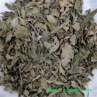 罗布麻叶 小罗布麻叶统货 产地 天津市图2