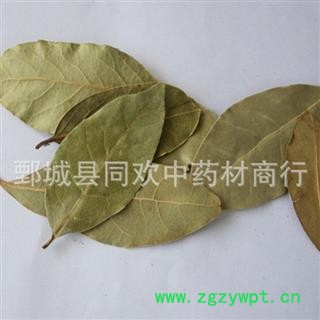 【香叶】@【同欢药材】中药材批发供应 规格齐全 量大从优  产地 广西壮族自治区图3