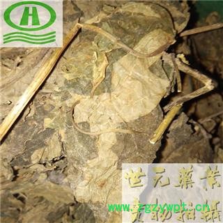 世元药业 臭梧桐叶 正品别称 海州常山 八角梧桐 追骨风 后庭花 香楸 泡火桐图2