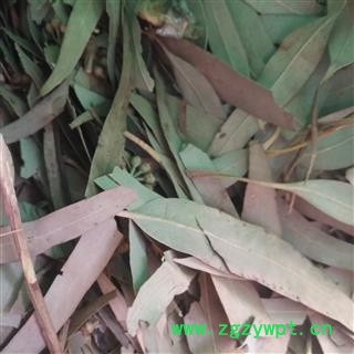 诺源药材行桉叶  桉树叶  蓝桉叶图2