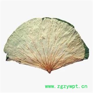 诺源药材行中药材优质新货精选荷叶 整张荷叶  正品无硫图2