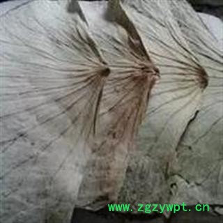 诺源药材行中药材优质新货精选荷叶 整张荷叶  正品无硫图4