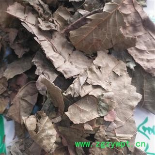 安祁名药冬青叶 四季青 红冬青图2