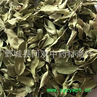 【罗布麻叶】@【同欢药材】中药材批发供应  规格齐全 量大从优 产地 新疆维吾尔自治区图2
