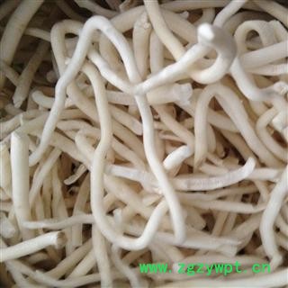 小通草个子选货 质量好 价格低  产地 广西壮族自治区图2