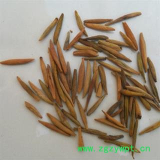 安祁名药正品止泻木皮 止泻木子图2