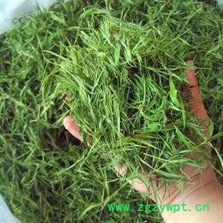 安祁名药竹叶  淡竹叶  竹叶茶图2