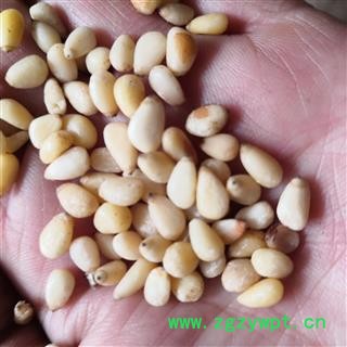 安祁名药 松子  松针 松果  松子仁图2