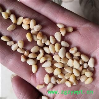 安祁名药 松子  松针 松果  松子仁图3