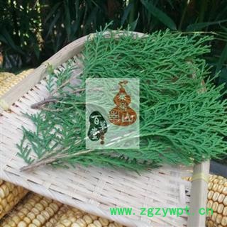 【1件3斤 可批】侧柏叶  秦岭野生 现采 原始森林 干净无硫手切 1500g图2