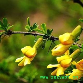 【新货大片】金雀根 秦岭野生金雀花根 手工铡片 日晒干净500g图3