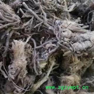 小丽百草行 韭菜根 草钟乳 起阳草 长生草 扁菜 壮阳草 洗肠草图2