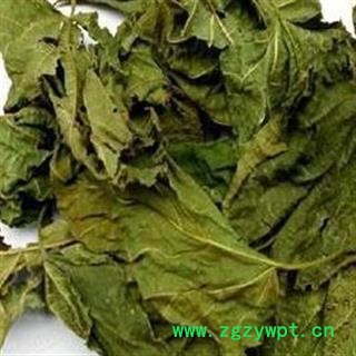 桑叶 青桑叶 新货 无杂质 产地 山东省图2