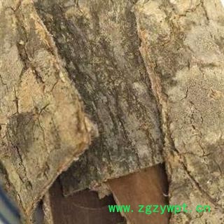 杜仲 统 产地 四川省安国市场批发零售大全图2