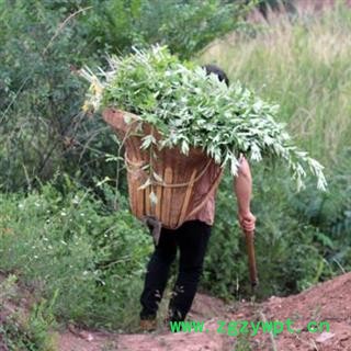 【端午艾叶】秦岭野生艾叶 日晒无硫500g图3