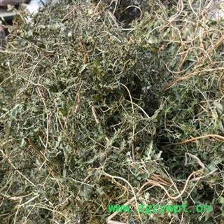 海金沙草 统 产地 四川省成都市双流县 库存 1000公斤可售图2