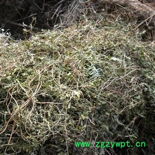 海金沙草 统 产地 四川省成都市双流县 库存 1000公斤可售图4