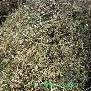 海金沙草 统 产地 四川省成都市双流县 库存 1000公斤可售图3