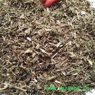 金银花藤 统 产地 四川省成都市双流县图3