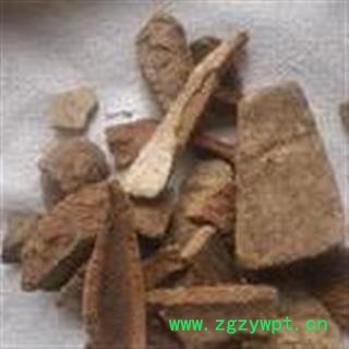 小丽百草行救必应铁冬青 （白木香、羊不吃）厚皮的14薄皮18图2