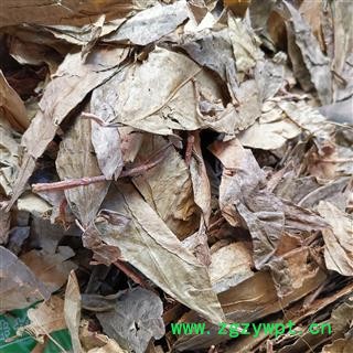 小丽百草行山香圆叶  两指剑 千打锤 七寸钉山香圆叶 叶香山元叶 山香元叶图2