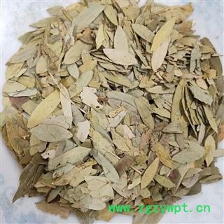 番泻叶 番泻叶统货 产地 广西壮族自治区图2