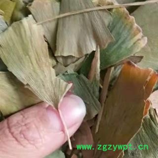 中药材银杏叶 本品为秋季新货无硫无添加 正品银杏叶 质量保证 安国中药材批发零售大全图4