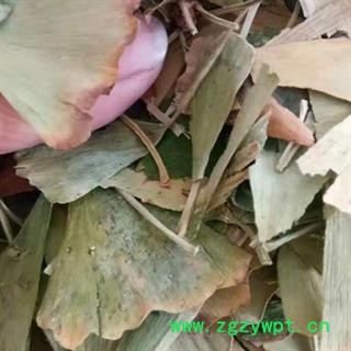 中药材银杏叶 本品为秋季新货无硫无添加 正品银杏叶 质量保证 安国中药材批发零售大全图3