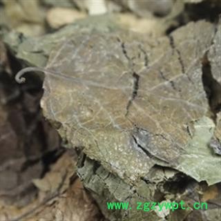 安祁名药正品杜仲叶图2