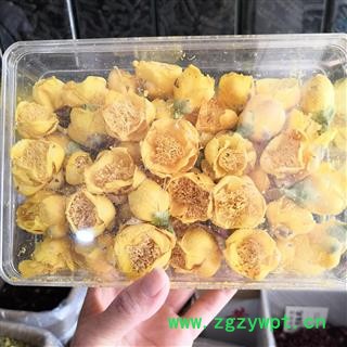 安祁名药百花茶  金花茶  防普金花茶图4