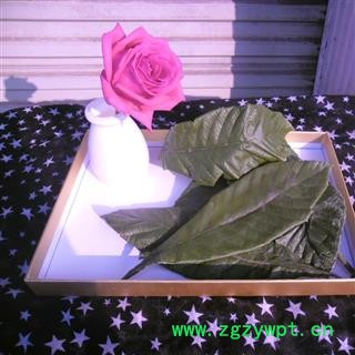 枇杷叶 统段产地 四川省成都市双流县图2