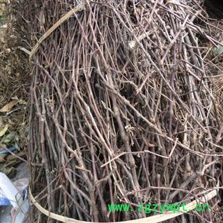 廖子草 统货 产地 四川省成都市双流县图4