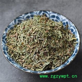 侧柏叶  侧柏树叶 侧柏树叶 香柏 扁柏 柏树图2