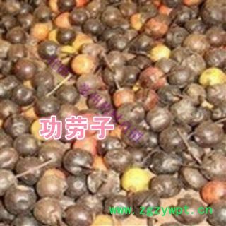 中药材   枸骨子 功劳籽 功劳子图2