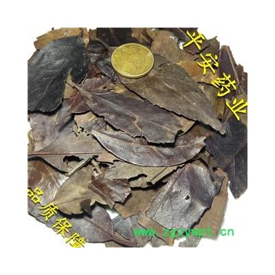 冬青叶 女贞叶 天然 四季青叶 毛冬青叶