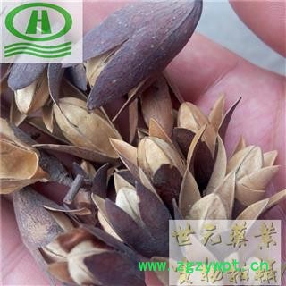 世元药业 香铃子 正品 别称-香椿子 香椿果 椿树花 春尖花 香椿铃 椿树子图2