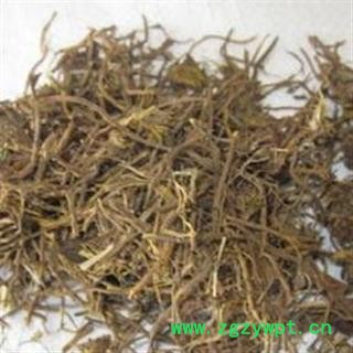 小丽百草行菟丝藤 菟丝子藤 菟丝草图2